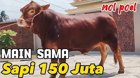 SAPI JUMBO KELUAR KANDANG JAGAL TERBESAR DI KOTA JEMBER 🔥