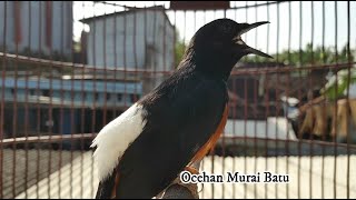 PANCINGAN Murai Batu LELET plus KURANG GACOR , 1 MENIT seketika langsung NARUNG