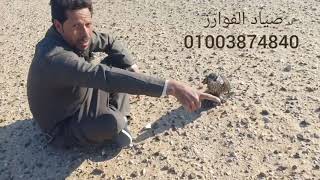 اخذ الملواح مني غصب عني مع صياد الفوارز الشاعر صقر السمالوسي 01003874840