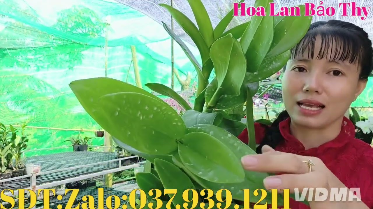 Lì xì đầu năm,khai trương giá yêu thương,kính mời cả nhà,25-2-2026 (HoaLanBảoThy)