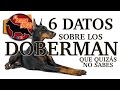 Los Doberman 6 datos que desconoces sobre ellos.