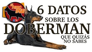 Los Doberman 6 datos que desconoces sobre ellos.