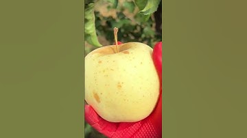 smart tricks for picking quality pears #shorts