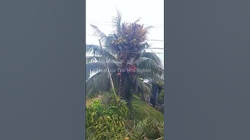 Cưa Cây Dừa Ngây Dây Điện Cao Thế Quá Nguy Hiểm Tập 34