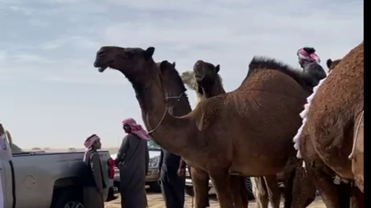 منقية ناصر سعود الزمانان العجمي | كلمات هادي ال مخلص - اداء حمد الطويل