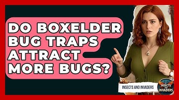 Do Boxelder Bug Traps Attract More Bugs? - Insects and Invaders