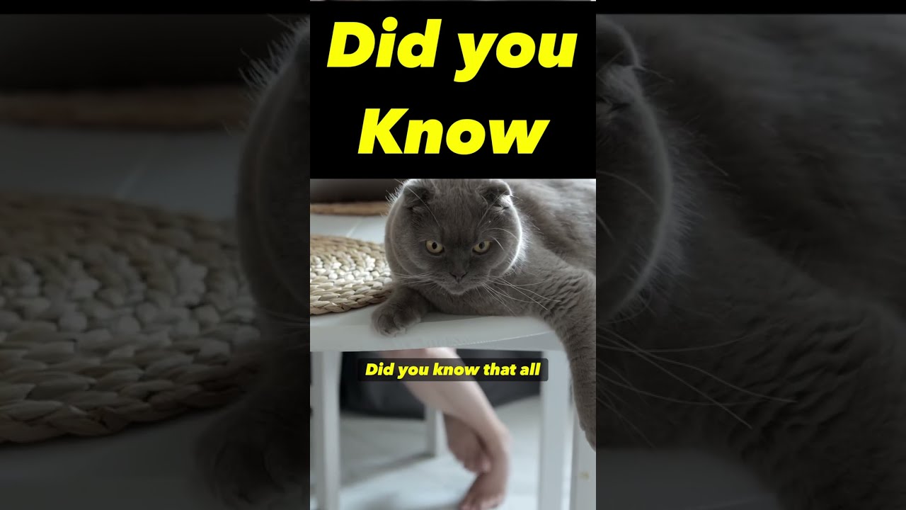 cats have a 3rd eyelid 