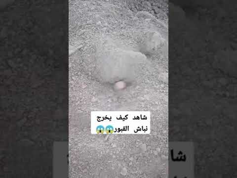 نباش القبور الحقيقي