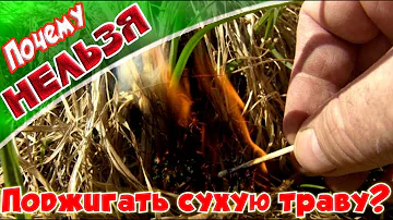 ➤Почему нельзя поджигать сухую траву?➤