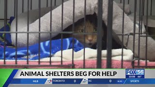 Bulging shelters: Kentucky animal shelters beg for help