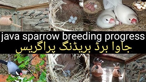 #java sparrow breeding progress  #javabird #breeding #javabird #parrot #birdslover #javabird