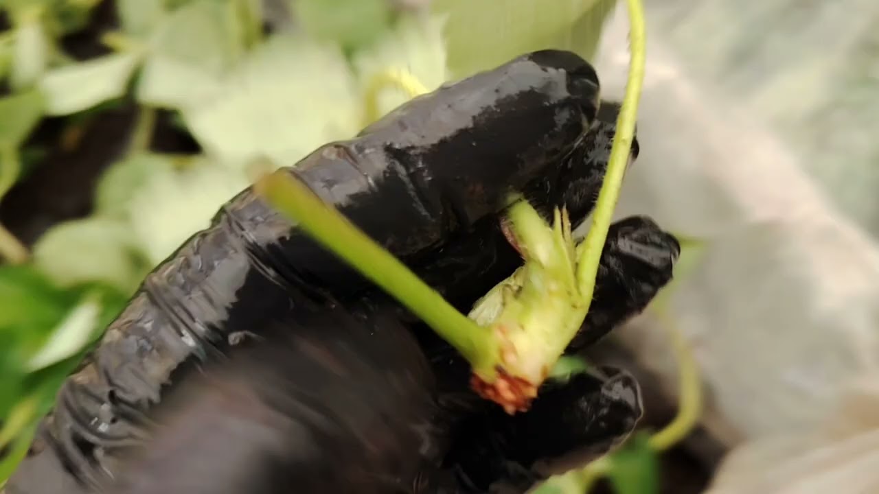 Касетка без секретів