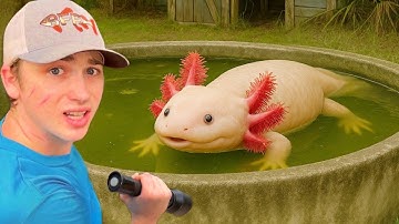 I Saved Axolotl’s From an Abandoned Pond!