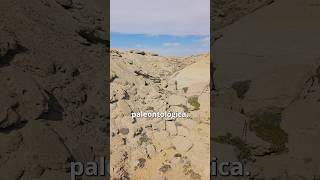 Did you think this desert 🏜️ looked like this🔥??? #atacama #chile #geology #paleontology #science