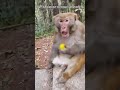 Top 5 Angriest Monkey Moments Ever Caught on Camera! 😱