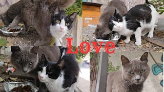 Cats in love, I fed them meat