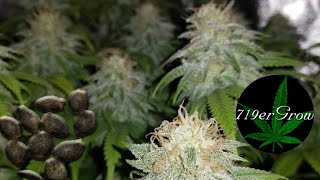 Indoor Cannabis Grow From Seed To Harvest