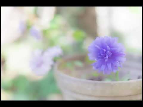 [Sotto-Uta 69　Love is...いつもそこに君がいたから　KinKi Kids  2000's]  平成大人歌  covered by nalutsuki