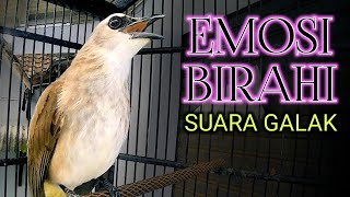 Trucukan gacor emosi birahi suara galak dongkrak emosi lawan bunyi gacor siang malam