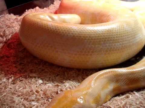 Gravid Buttercup ~ Albino Burmese Python