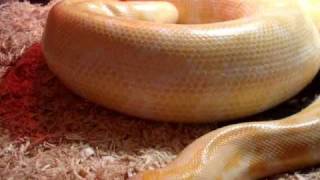 Gravid Buttercup ~ Albino Burmese Python