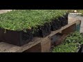 Sempergreen installation bacs de sedum click n go