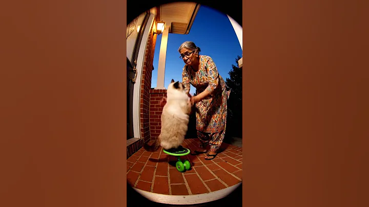Watch the video about Siamese Causing Noise Again and Grandma is Angry