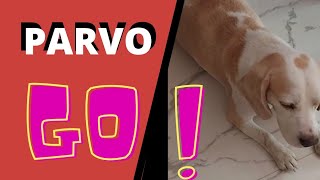 Parvo Homeopathy Medication For Puppies   Ramawat Dog care
