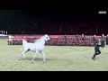 HH the Amir, Syrian President Witness Champions Tour 2025 of World Arabian Horse Championship