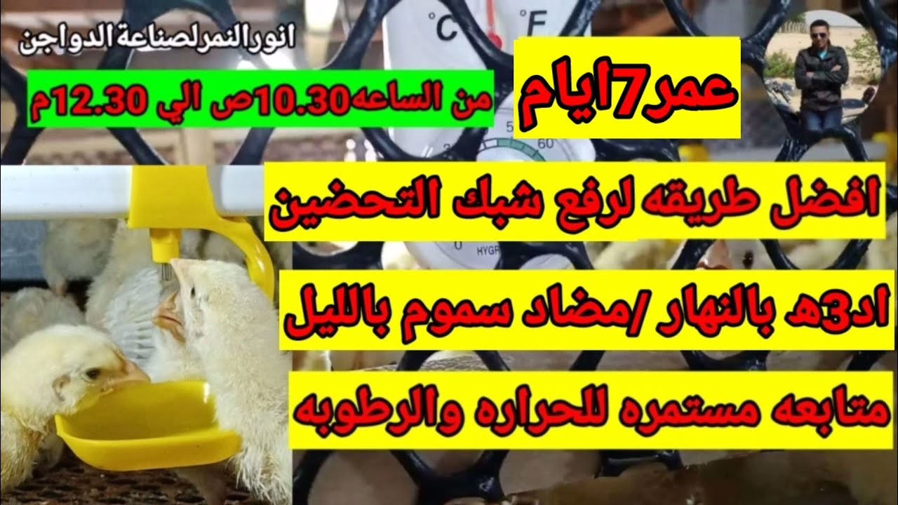 عمر 7 ايام/رفع شبك التحضين /تفاصيل مهمه/انورالنمر لصناعة الدواجن