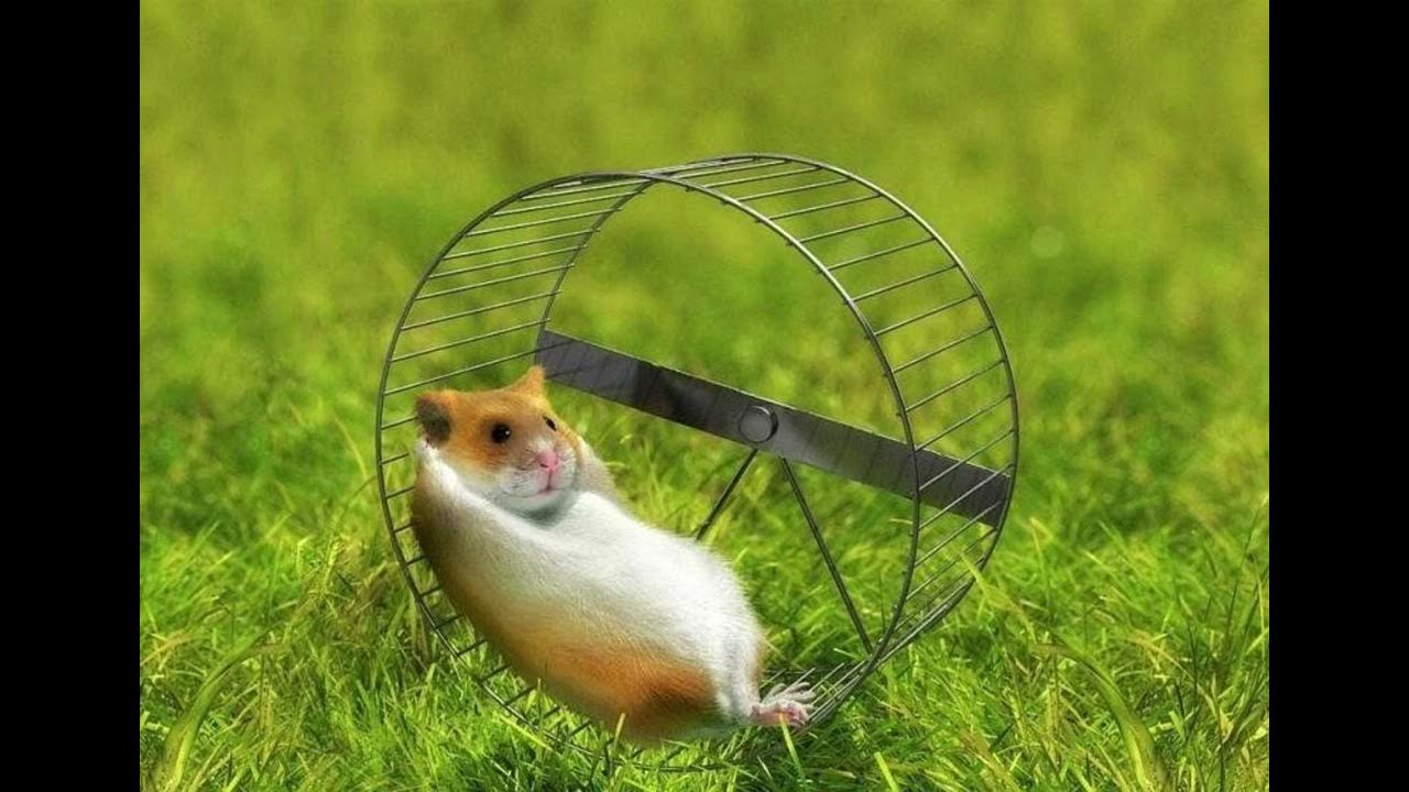 Squeak of hamsters YouTube