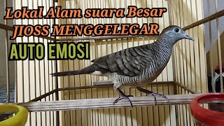 Download Lagu PALING DICARI perkutut lokal gacor suara besar menggelegar bikin perkutut lain terheran nyaut MP3