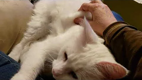 Video 1265921: white turkish angora