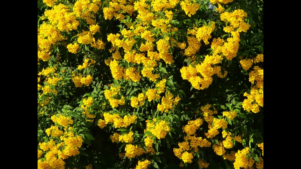 Sunflower Heart - OrosCDPK