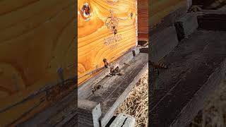 11 minutes bees in slow motion vertical view February 25, 2025