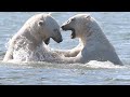 Polar Bear Behavior and Survival Strategies