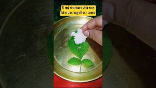 5 मई मंगलवार जेष्ठ माह विनायक चतुर्थी का उपाय #youtubeshorts #sortvideo # trending# viral video