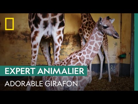 Les Premiers Pas D Un Girafon