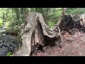 A giant California bay laurel stump. #trees #naturelovers