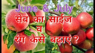 How to increase Apple's Size & Colour in June & July, by Inside Great Himalaya How to increase Apple's Size & Colour in June & July, by Inside Great Himalaya