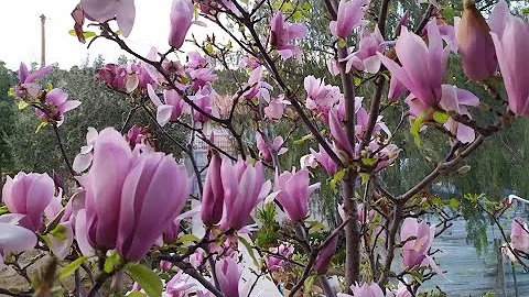 Магнолия мой уход и опыт💮 Magnolia soulangeana