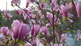 Магнолия мой уход и опыт💮 Magnolia soulangeana