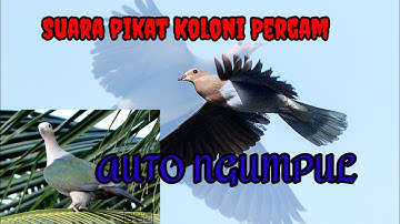 suara pikat koloni pergam #pikat #burung