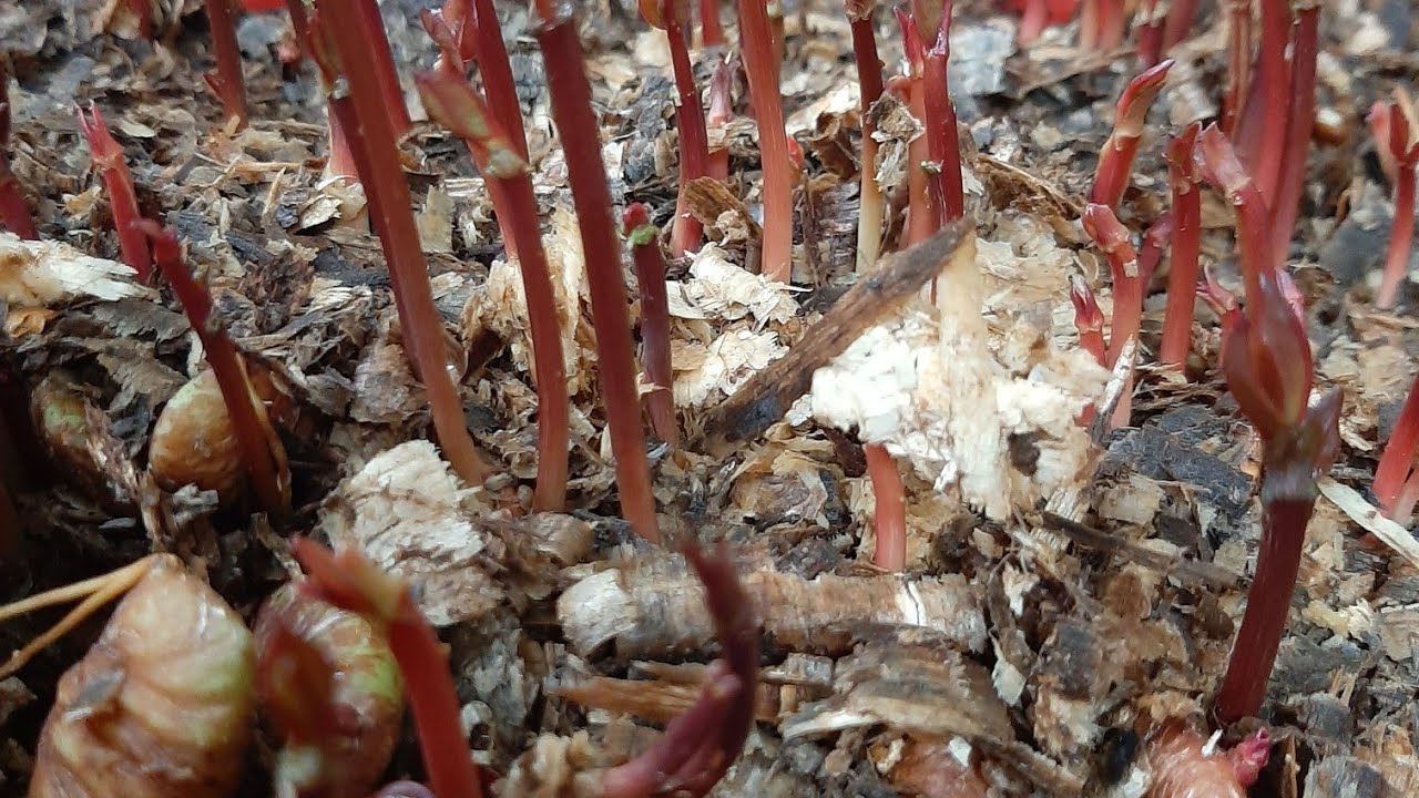 TERNYATA.....!!!begini proses penanaman bibit manggis dari biji,,