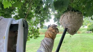 Angry and AGGRESSIVE Bald Faced Hornet Nest Removal | Wasp Nest Removal #hornetking #fyp #viral