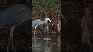The grey egret ate a baby Muscovy duck#Popular science knowledge#Animal World