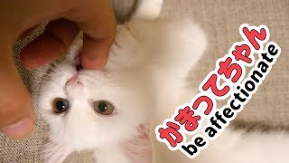 ポムさんは甘え上手