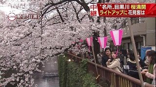 水面に映える満開の桜！見頃迎えた東京・目黒川(16/04/01)