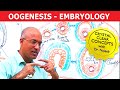 Oogenesis - Gametogenesis | Embryology