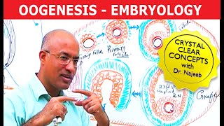 Oogenesis | Gametogenesis | Embryology